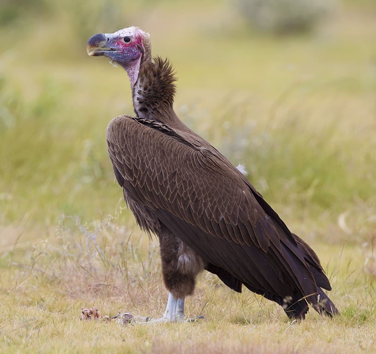 A lappet-faced vulture with a bare pink head and dark brown feathers standing in grass.