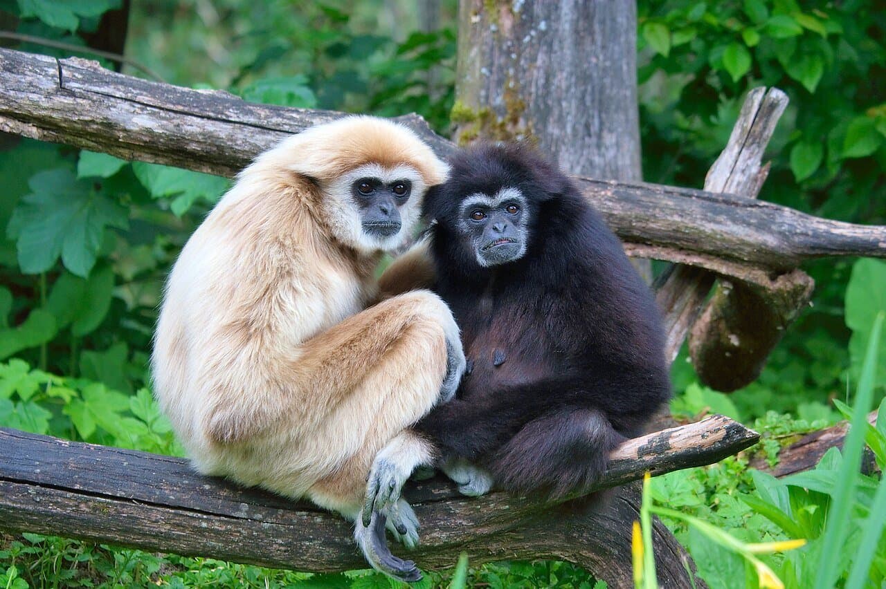 A blonde and a dark lar gibbon sitting together on a branch.
