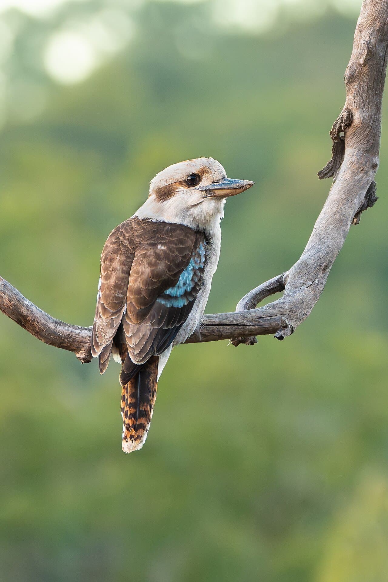 A laughing kookaburra with a large bill and brown wings perched on a branch.