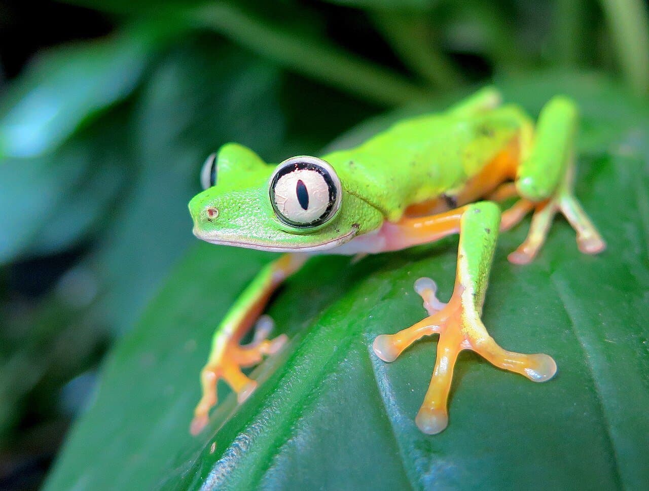 A bright green lemur leaf frog with orange hands on a leaf.