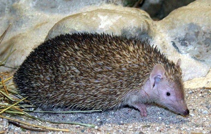 A spiny lesser hedgehog tenrec walking on gravel.