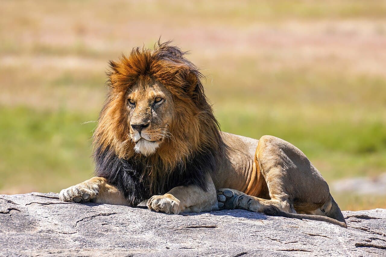 A male lion with a thick mane lying on a large rock in Serengeti National Park.