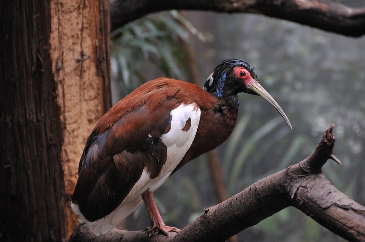 A Madagascar crested ibis with a brown body, white wings and yellow bill perched on a branch.