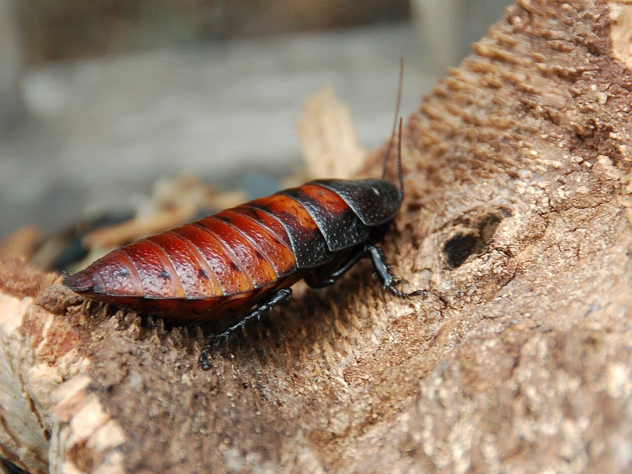 A shiny brown Madagascar hissing cockroach on a log.
