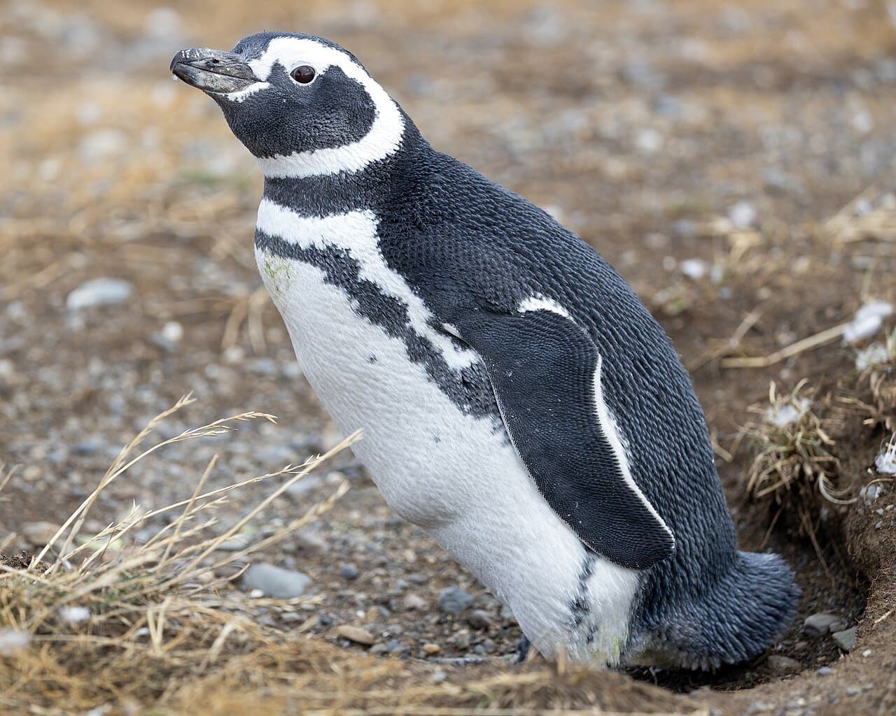 A Magellanic penguin with black-and-white stripes standing by its burrow.