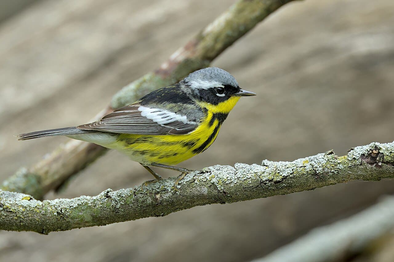 A yellow-and-black magnolia warbler perched on a branch.