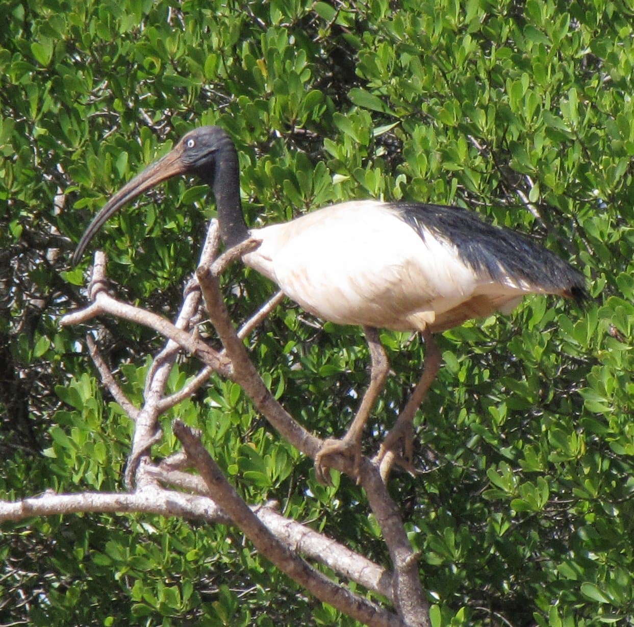 A white Malagasy sacred ibis with a black head perched in a tree.
