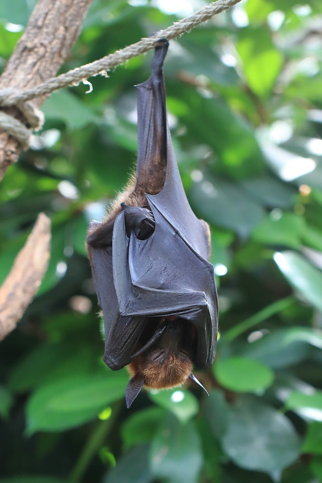 A large Malayan flying fox hanging upside down from a branch.