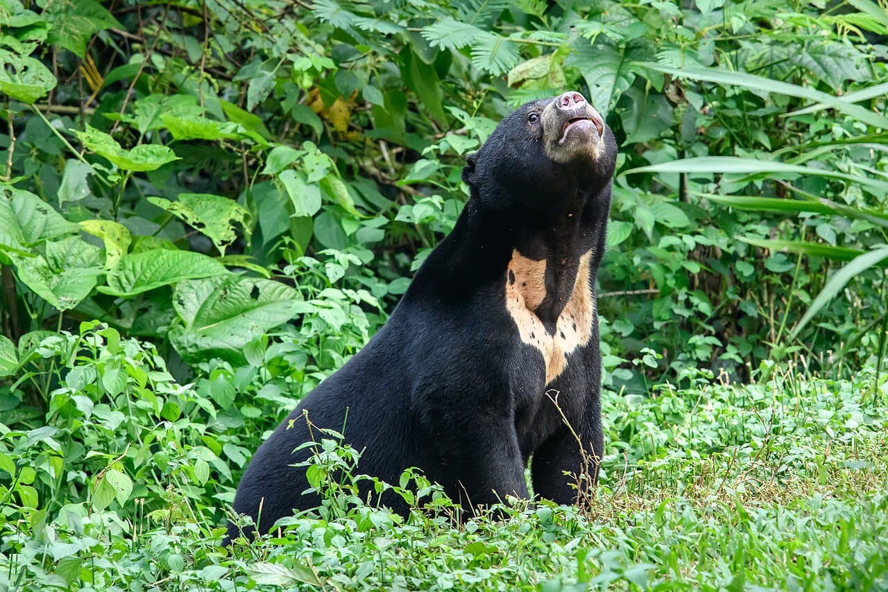 A black sun bear with a pale chest patch sitting up among green plants.