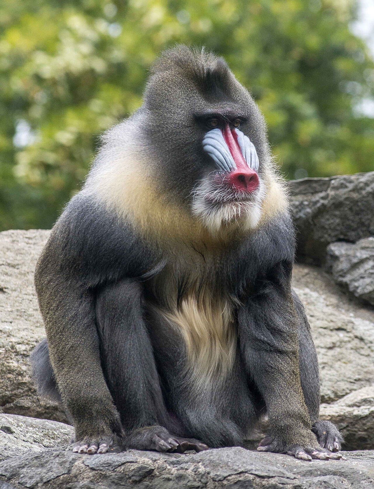 A male mandrill with a red nose and blue cheeks sitting on rocks.