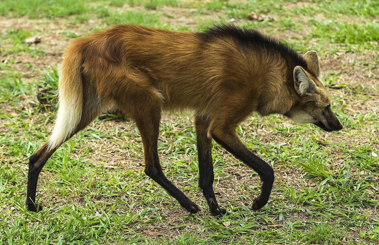 A maned wolf with long black legs and a reddish coat walking on grass.