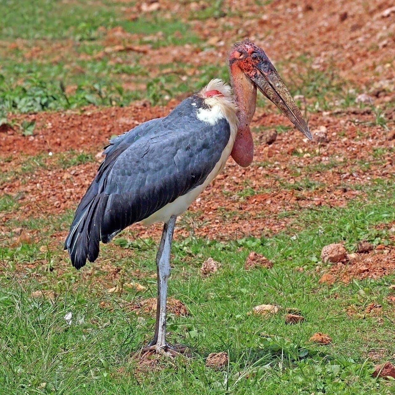 A marabou stork with a bald pinkish head, a hanging throat pouch and dark wings standing on grass.