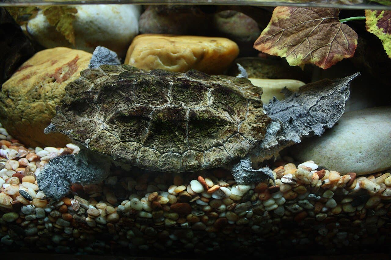 A mata mata turtle with a flat, fringed head resting on stones underwater.