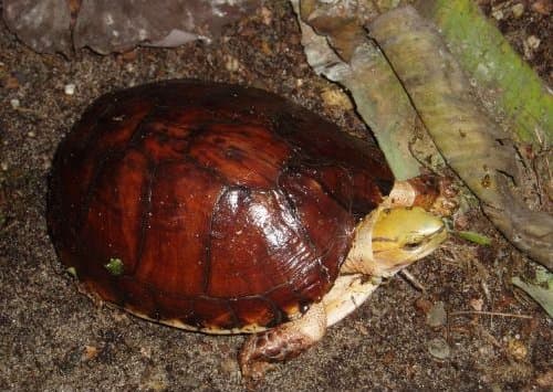 A McCord's box turtle with a dark reddish-brown shell and yellow head.