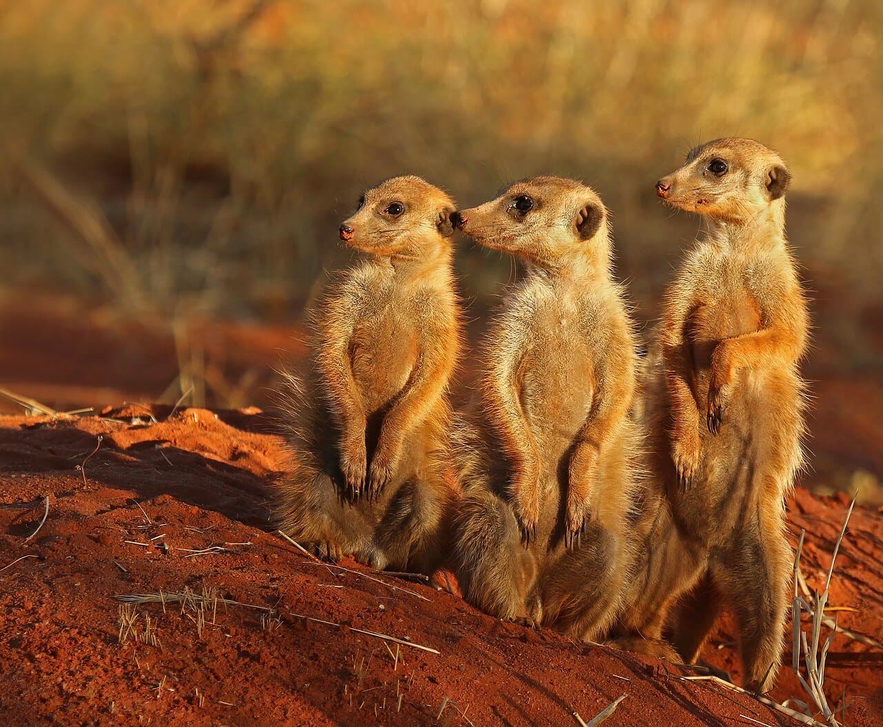 Three meerkats standing upright side by side on red earth.
