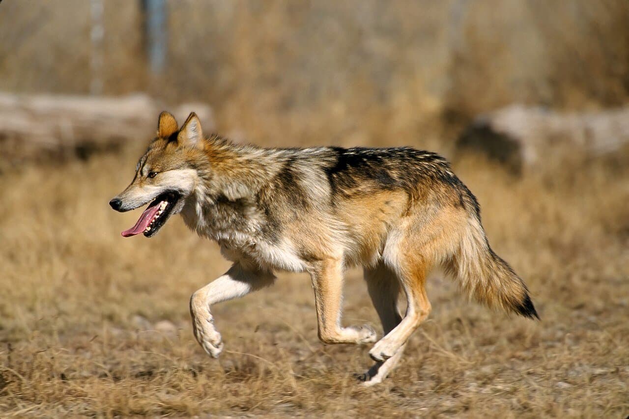 A Mexican gray wolf trotting through dry grass.