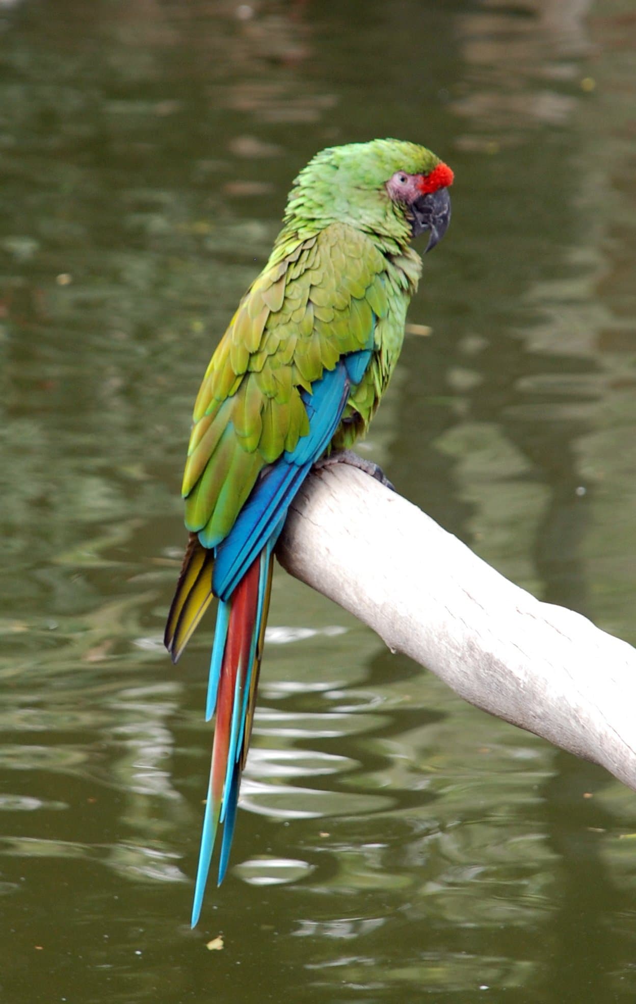 A green military macaw with a red forehead and blue wing feathers perched on a branch.
