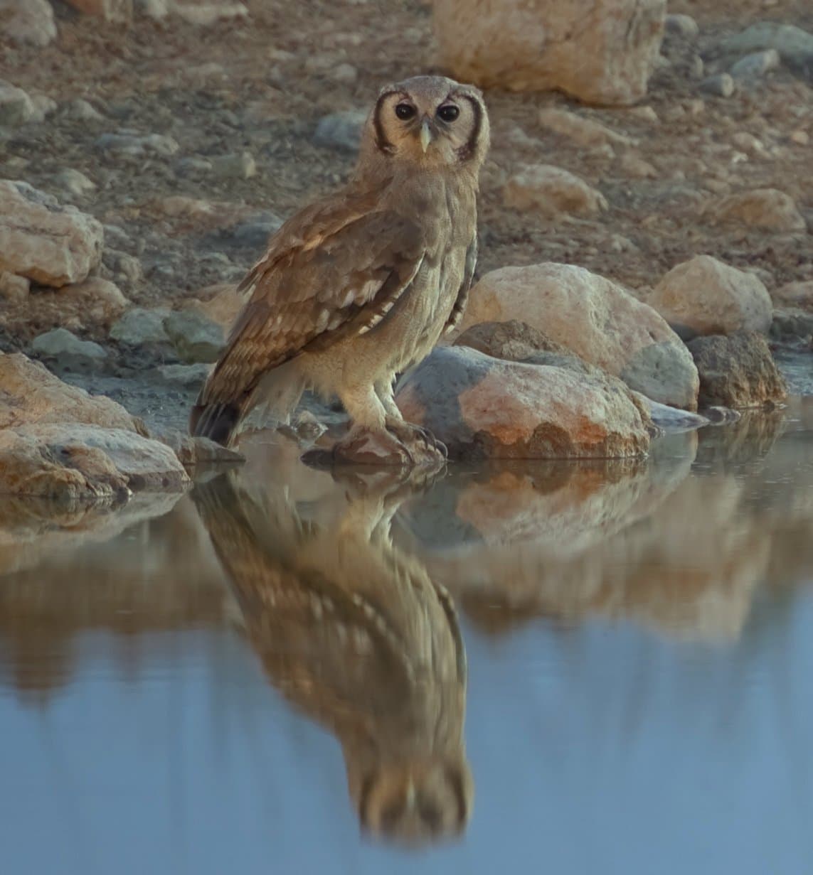 A brown milky eagle owl perched on rocks above water.