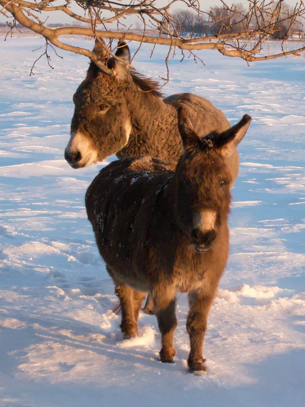 Two brown miniature donkeys standing in the snow.