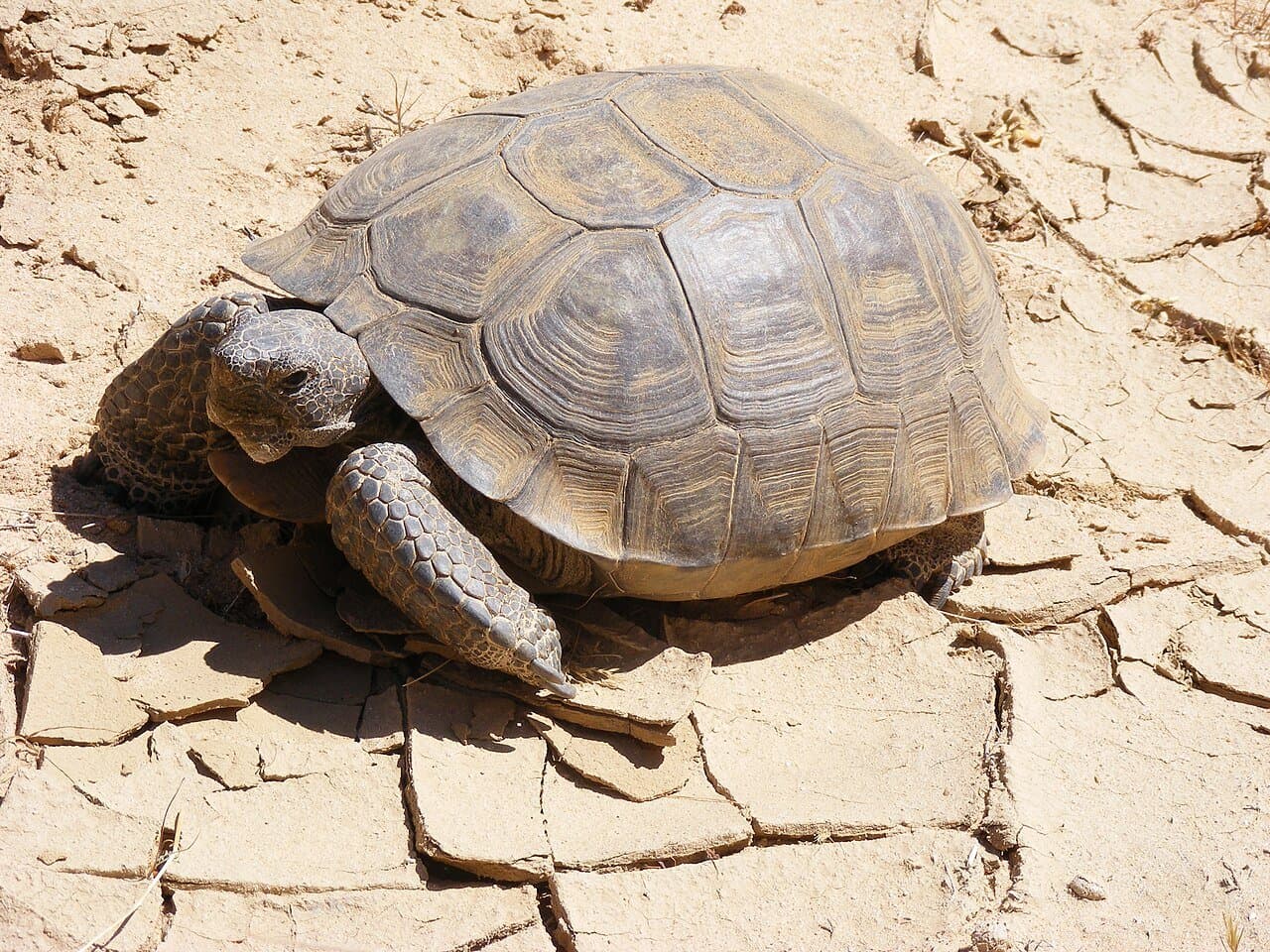 A Mojave desert tortoise walking on cracked dry ground.