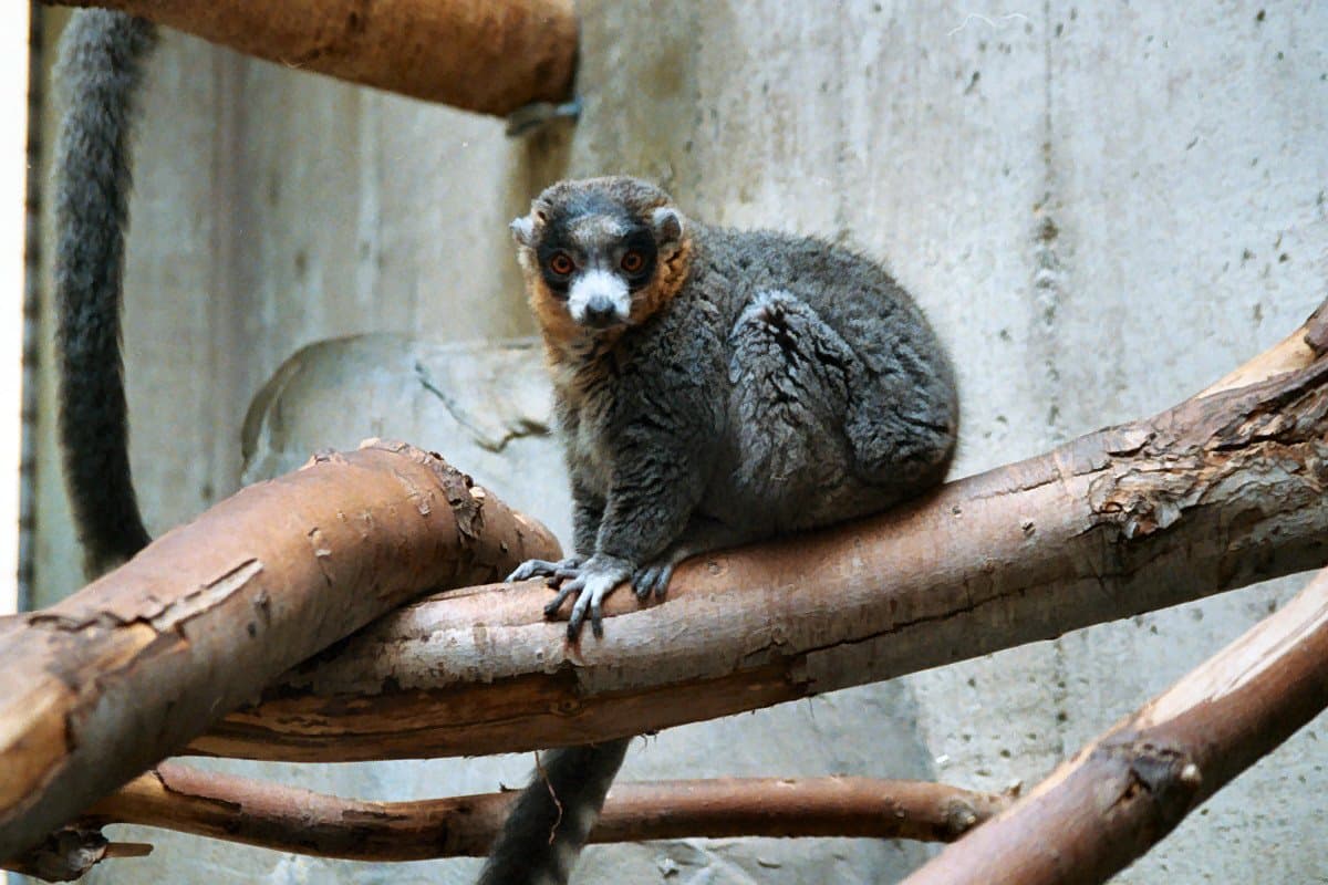 A gray mongoose lemur with reddish cheeks sitting on a branch.