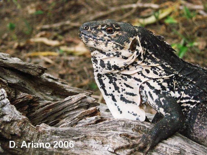 A black-and-white banded Motagua spiny-tailed iguana resting on a log.