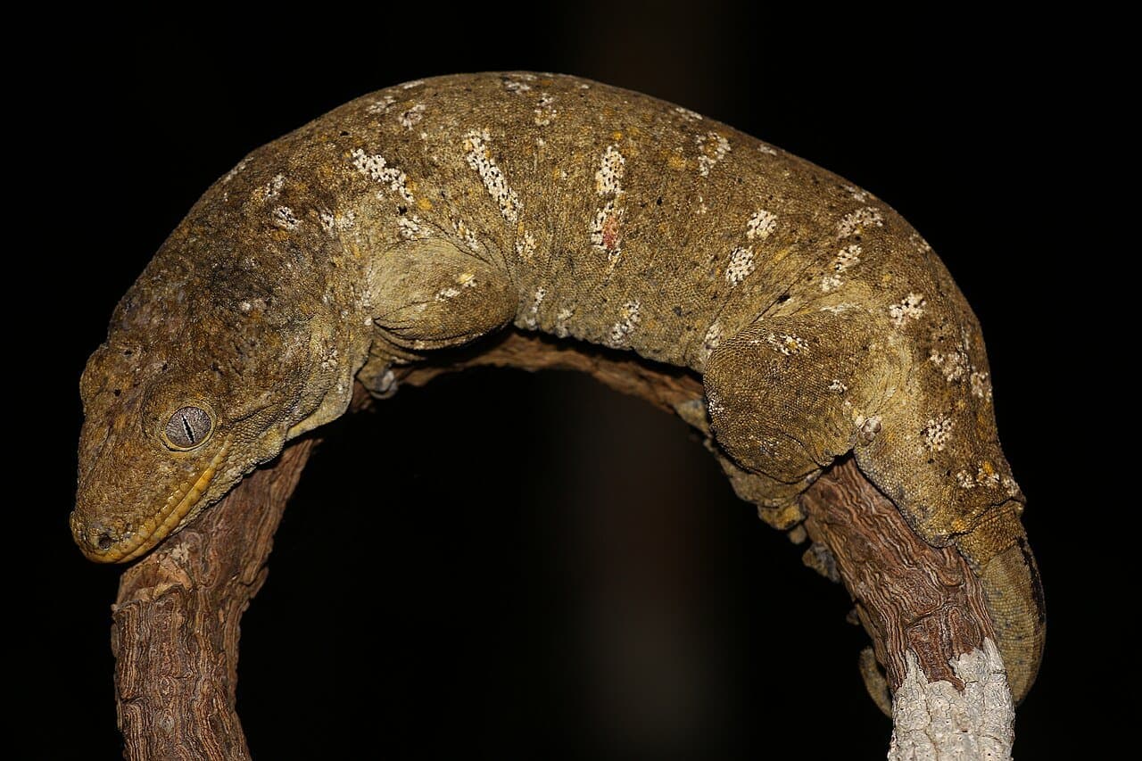 A large mottled New Caledonian giant gecko curled over a branch.