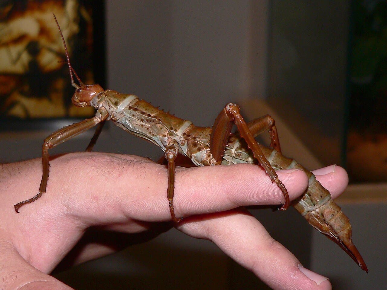 A large brown New Guinea walking stick resting on a person's hand.