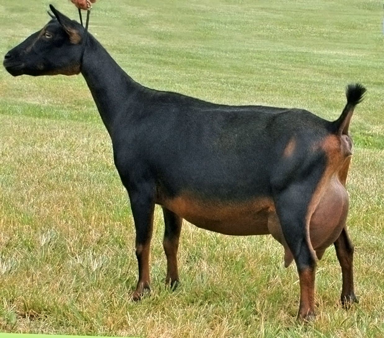 A black and brown Nigerian dwarf goat standing on grass.