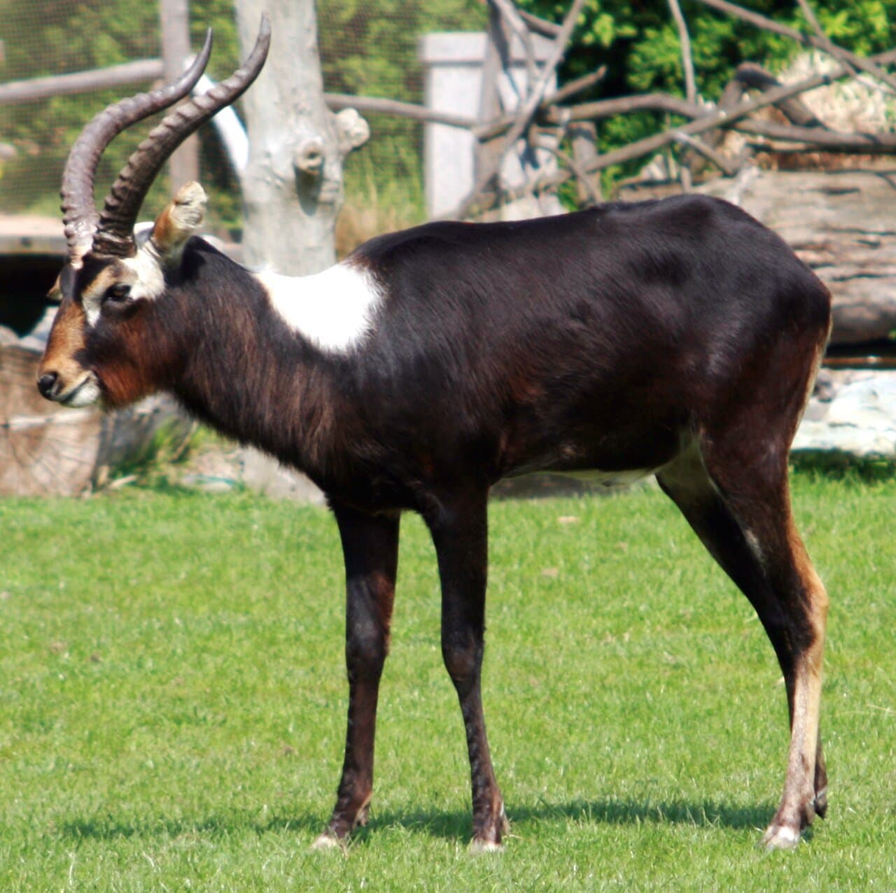 A male Nile lechwe with a dark brown coat, a white patch behind the head and long curved horns standing on grass.