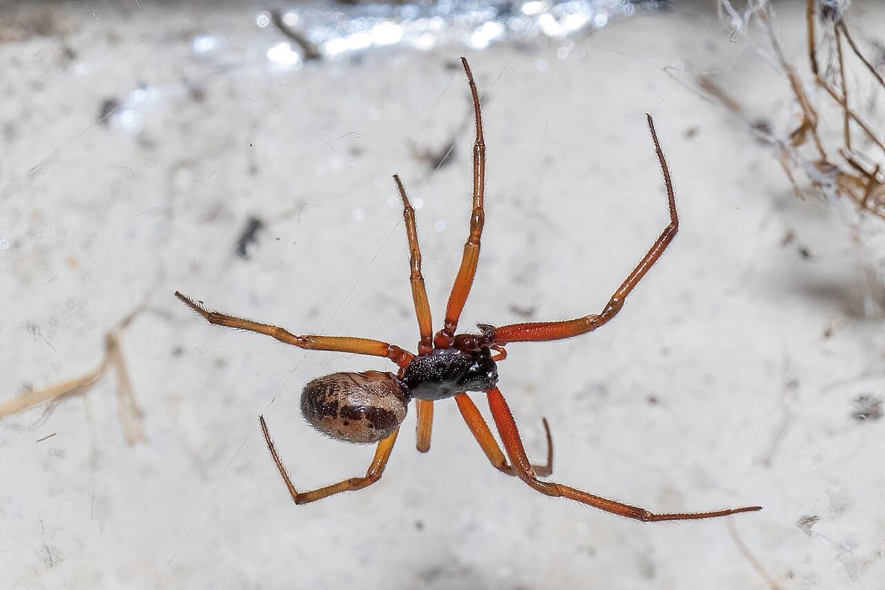 A noble false widow spider with a brown abdomen and orange legs.