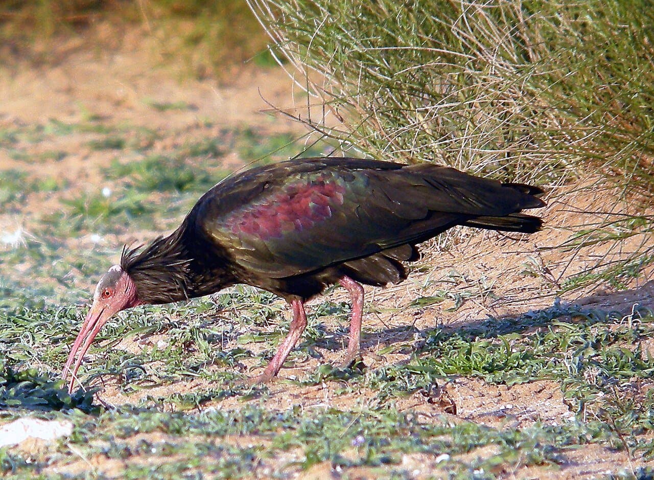 A northern bald ibis with glossy dark feathers and a red bill feeding in grass.