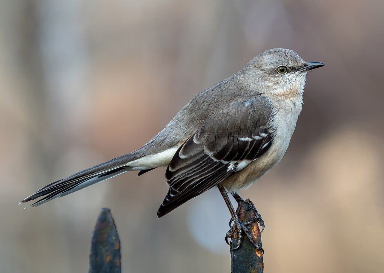 A gray northern mockingbird perched on a post.
