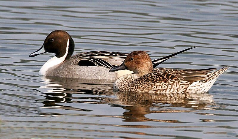 A male and female northern pintail swimming together.