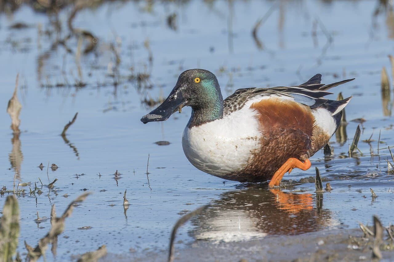 A male northern shoveler with a big flat bill wading in shallow water.
