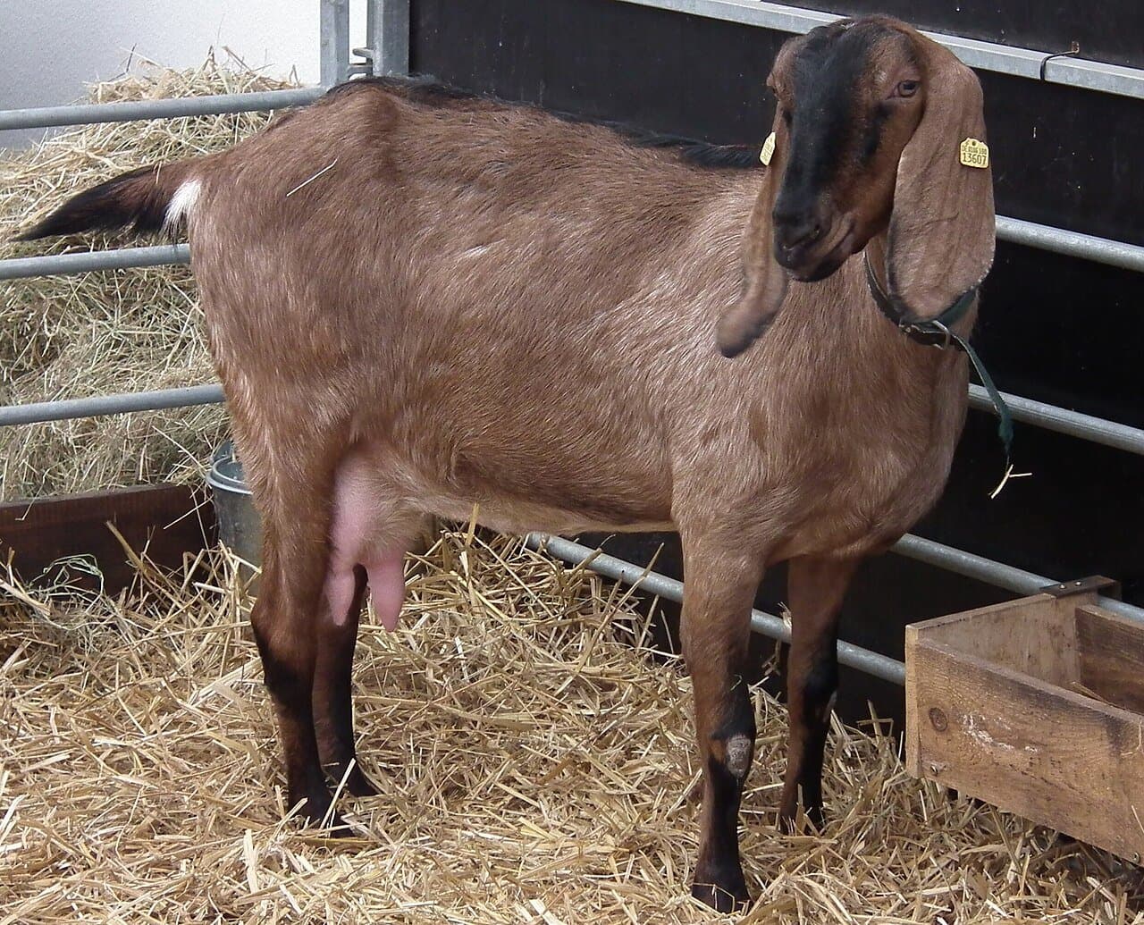 A brown Nubian goat with long floppy ears standing on straw.