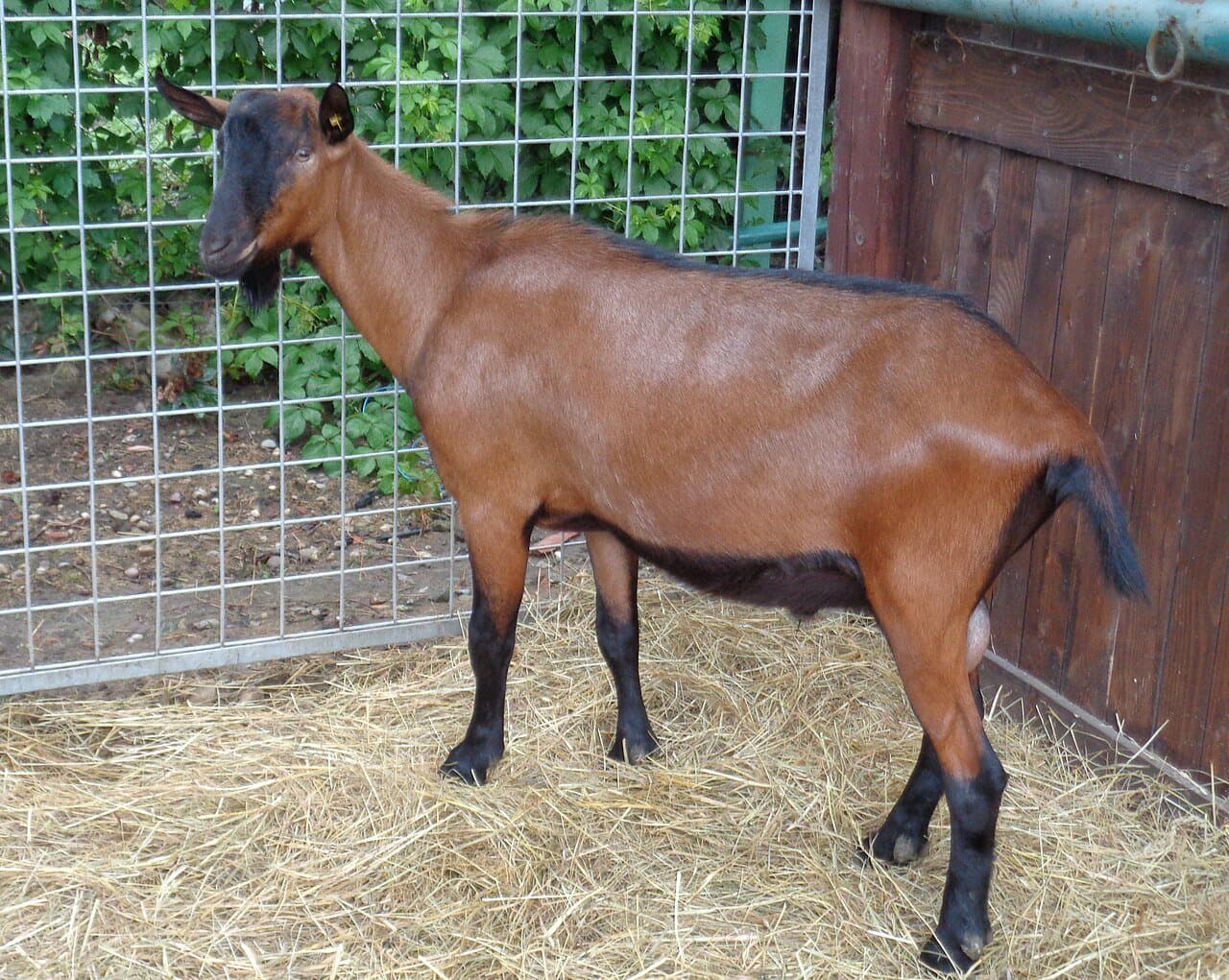 A reddish-brown Oberhasli goat with black legs standing on straw.