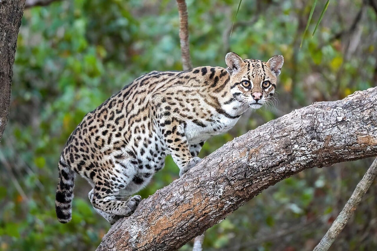 A spotted ocelot standing on a tree branch.