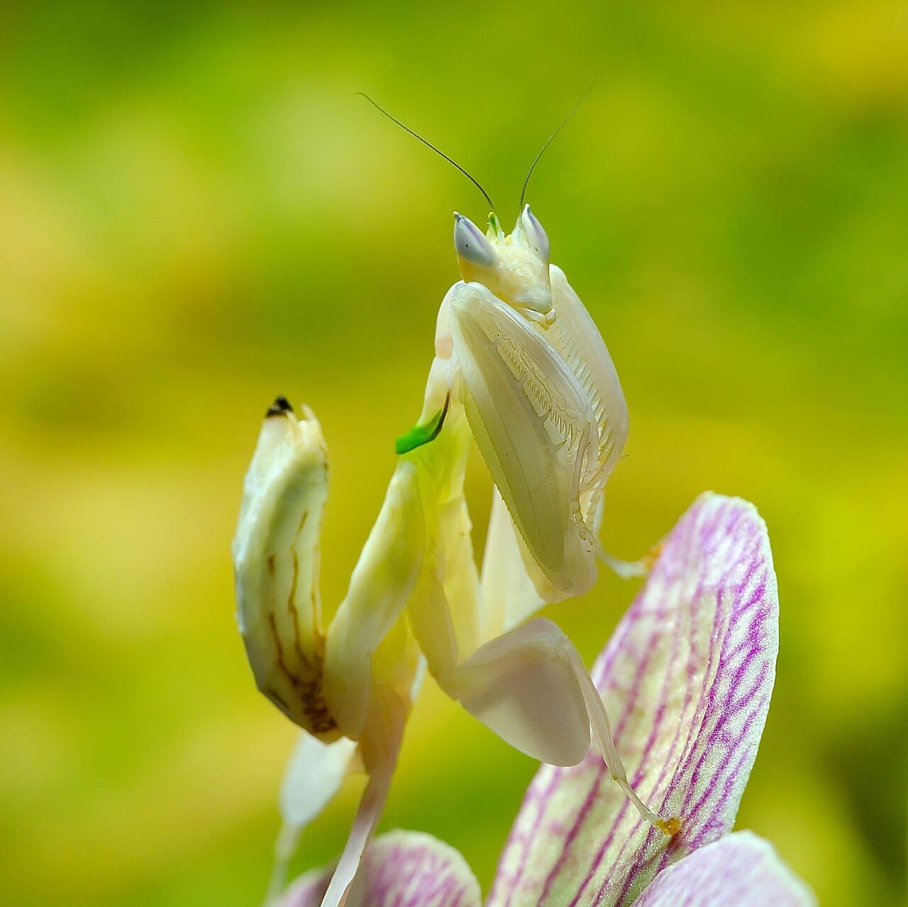 A pink-and-white orchid mantis on a flower.