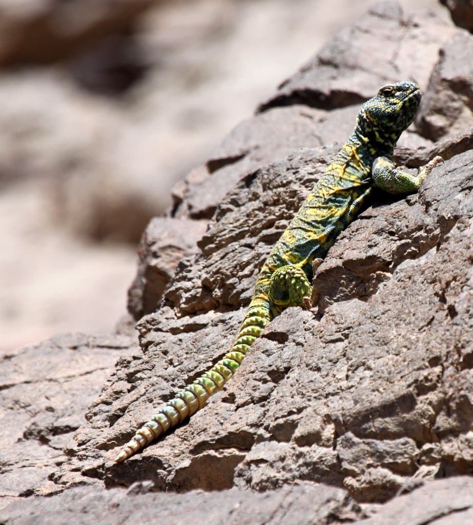 A green and yellow ornate uromastyx lizard on a rock face.