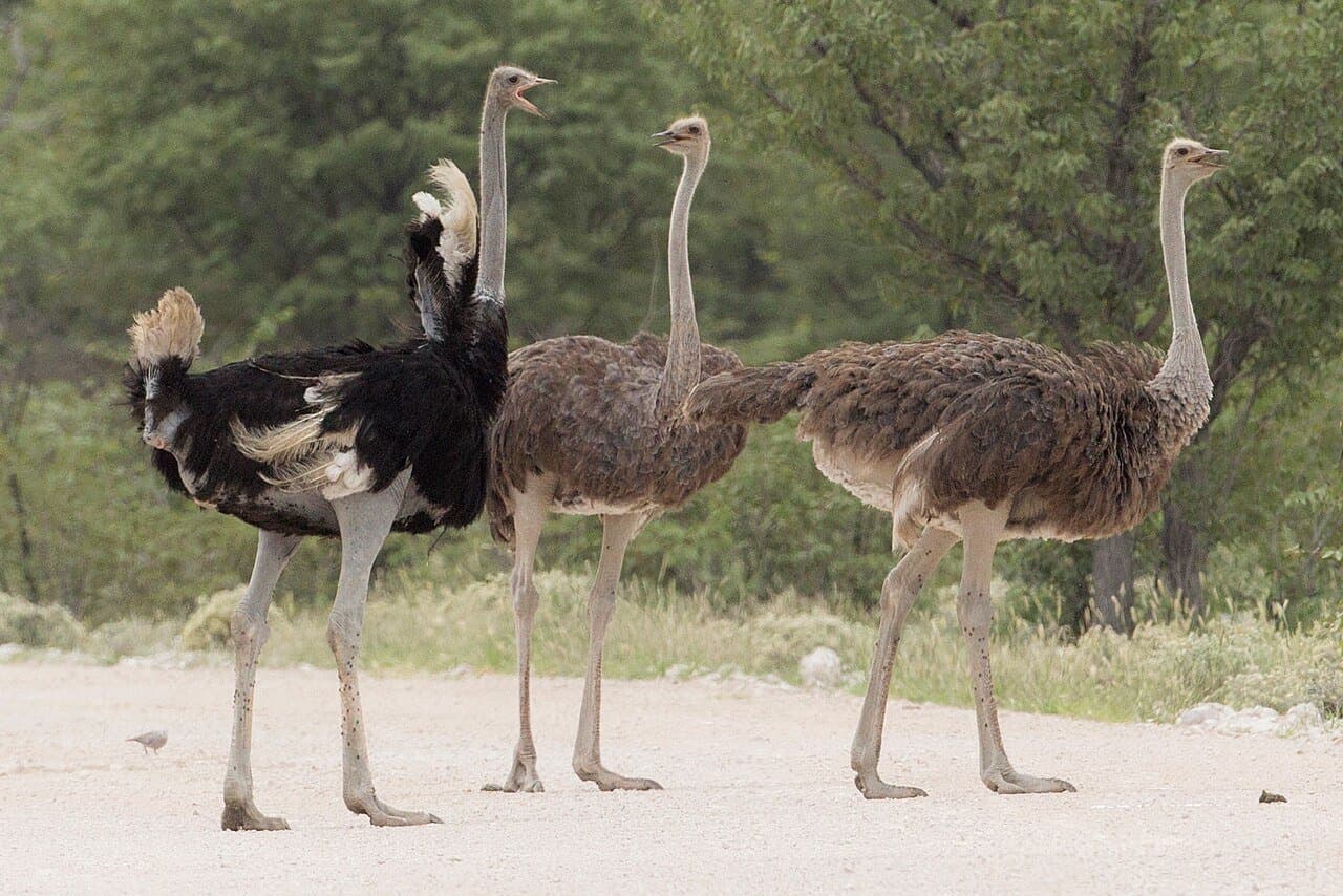 Four ostriches, one black-and-white male and three brown females, walking on a sandy road.