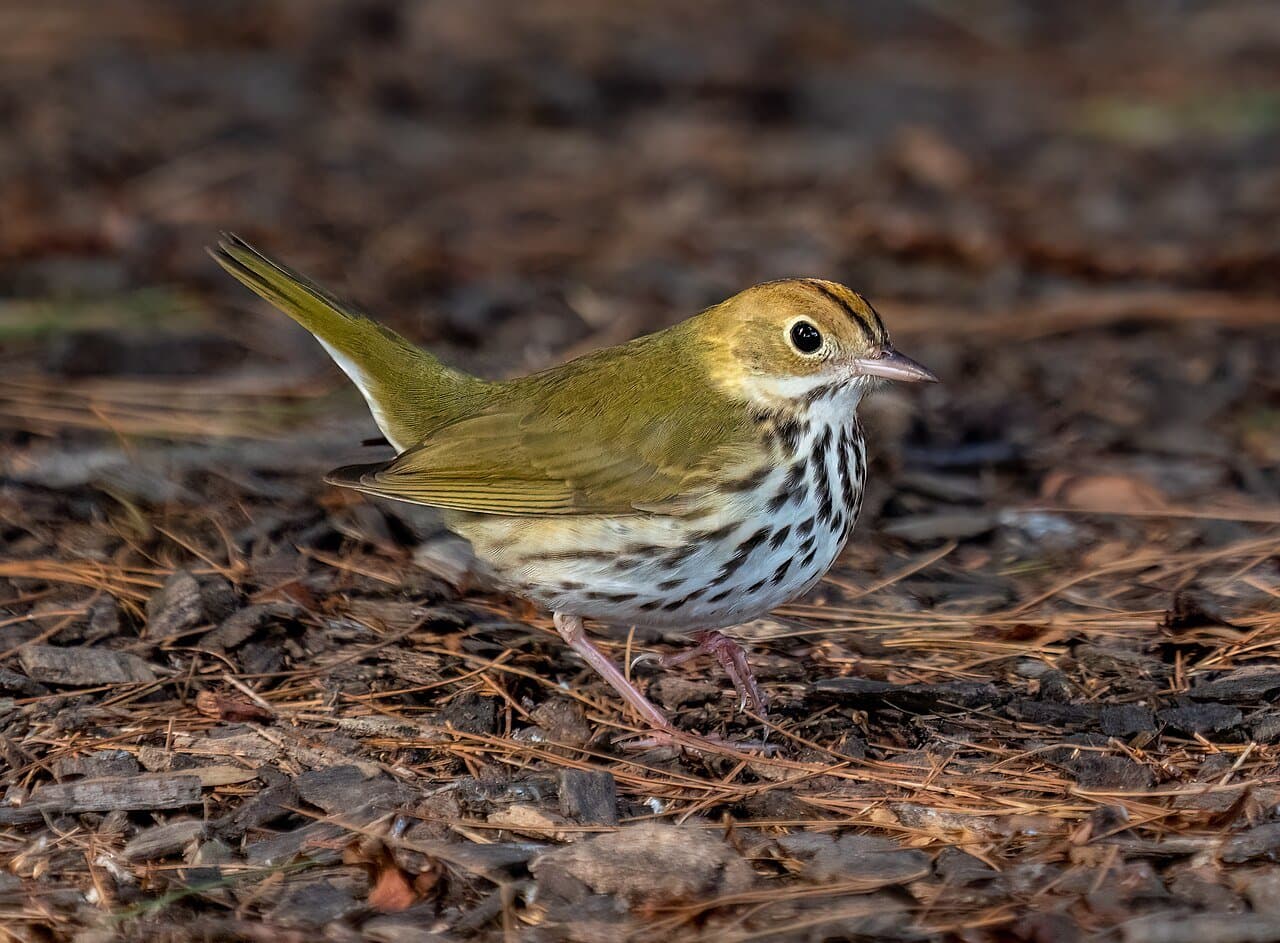 An olive-brown ovenbird with a spotted chest walking on pine needles.
