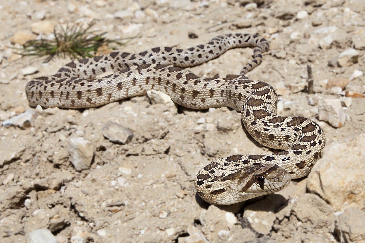 A tan Pacific gopher snake with brown blotches on dry ground.