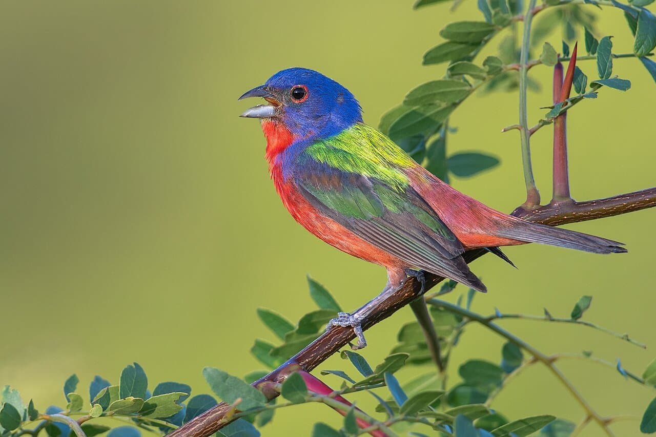 A blue, red and green male painted bunting on a branch.