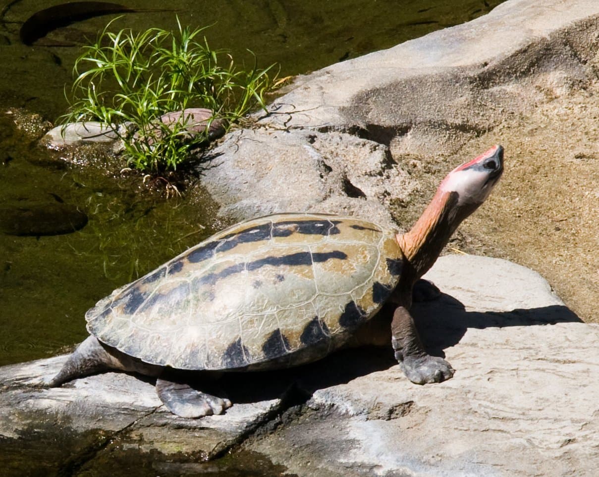 A painted river terrapin basking on a rock beside water.