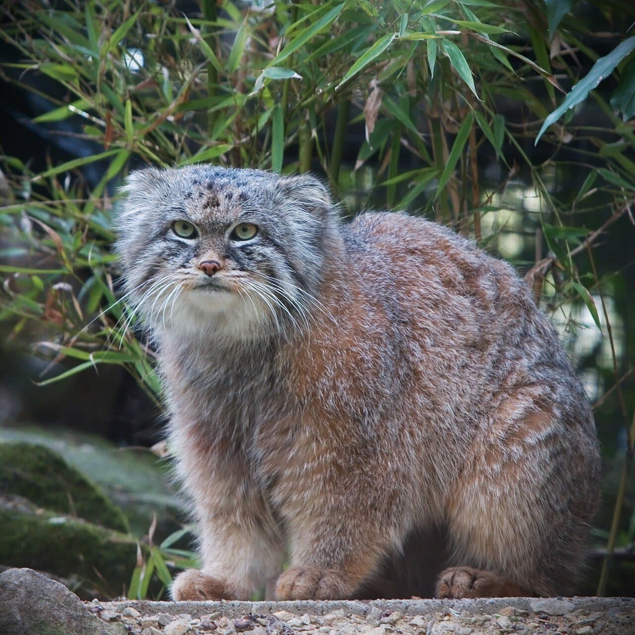 A fluffy gray Pallas's cat with a flat face sitting on a rock.
