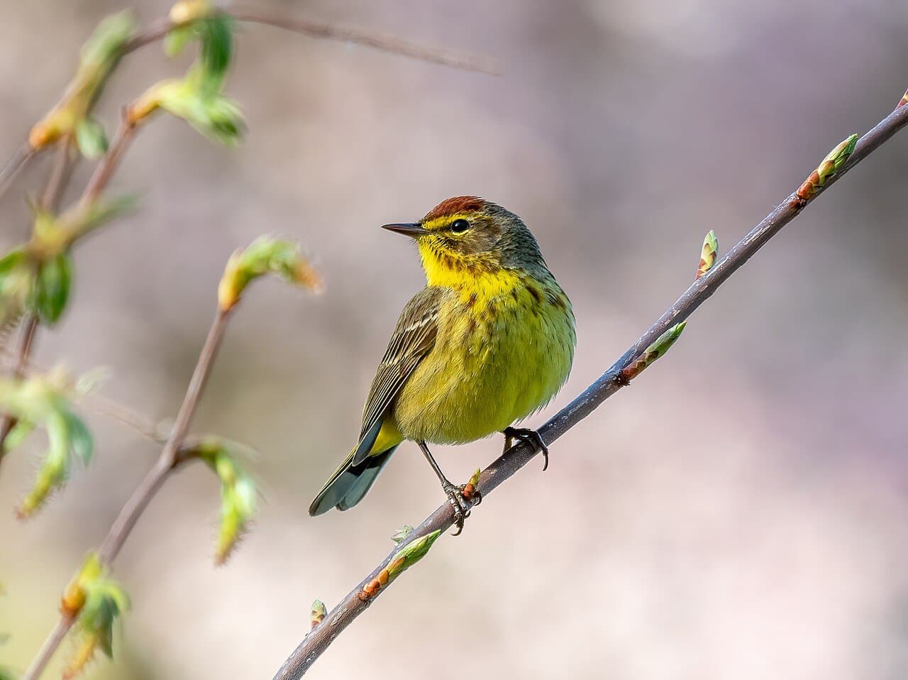 A yellow palm warbler with a rusty cap on a budding twig.