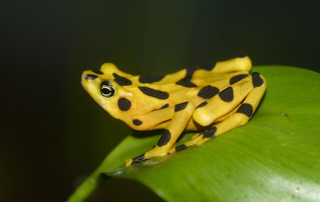 A yellow Panamanian golden frog with black spots sitting on a green leaf.