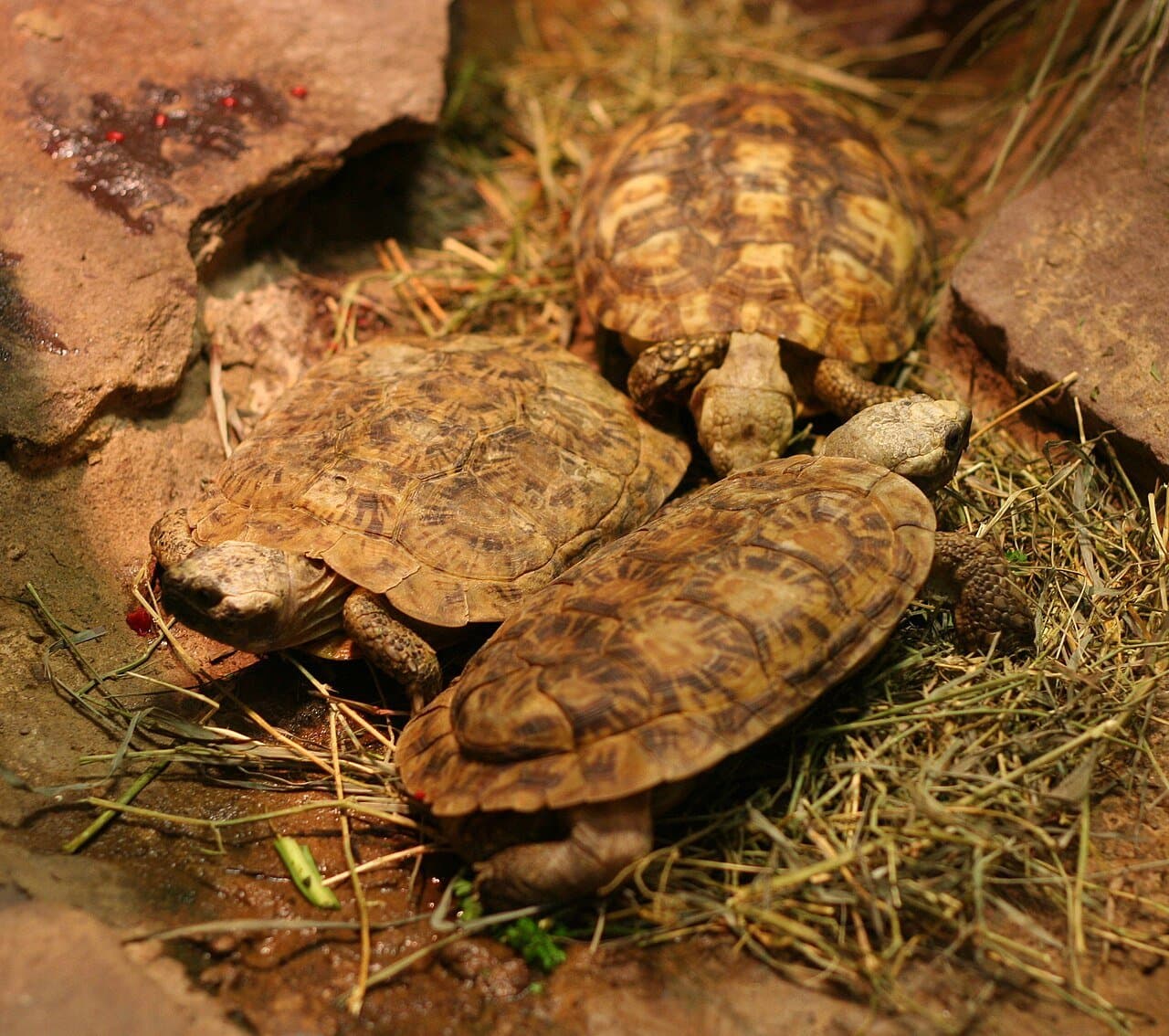 Three pancake tortoises with flat brown shells resting among rocks and straw.