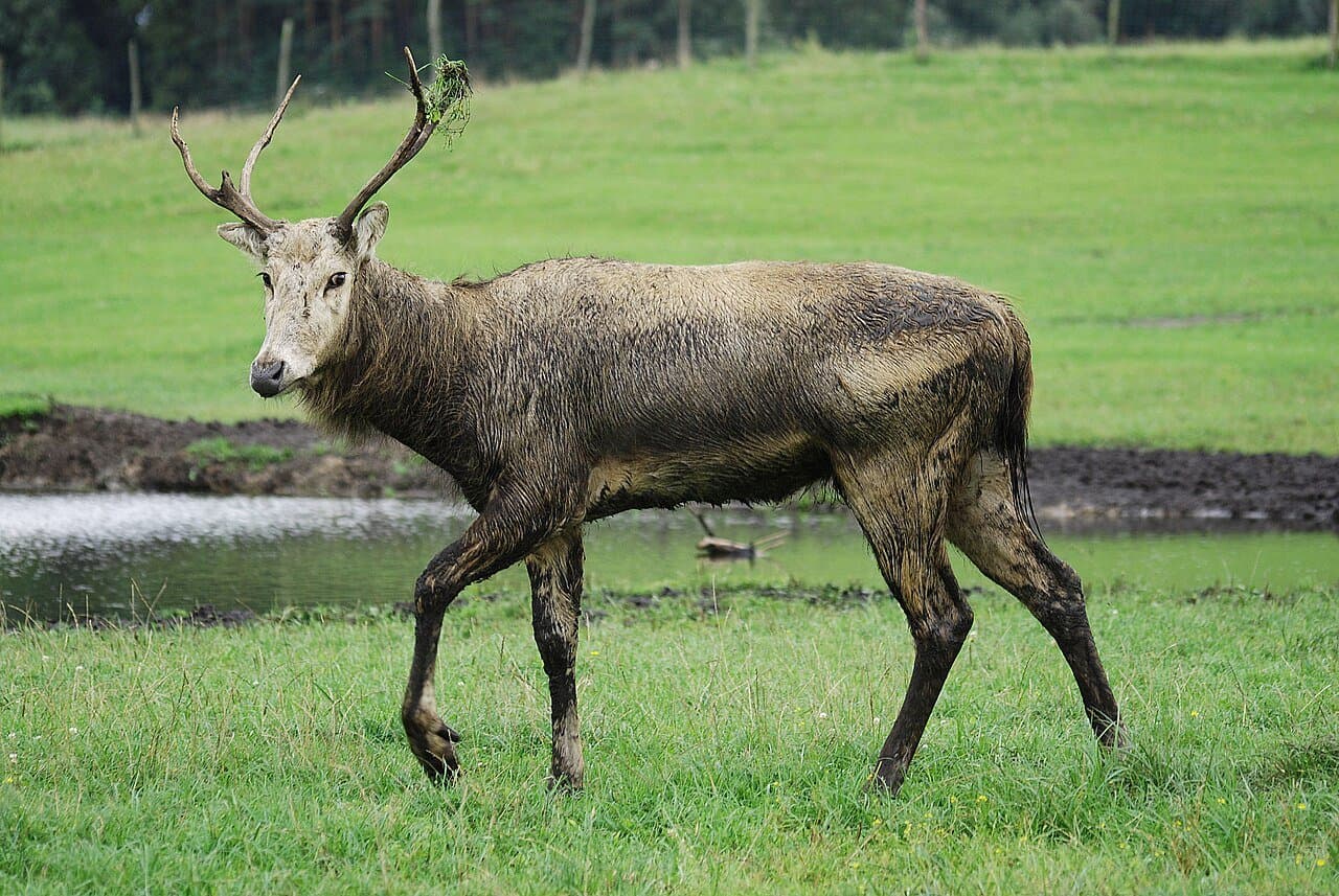 A male Père David's deer with antlers walking on grass near water.